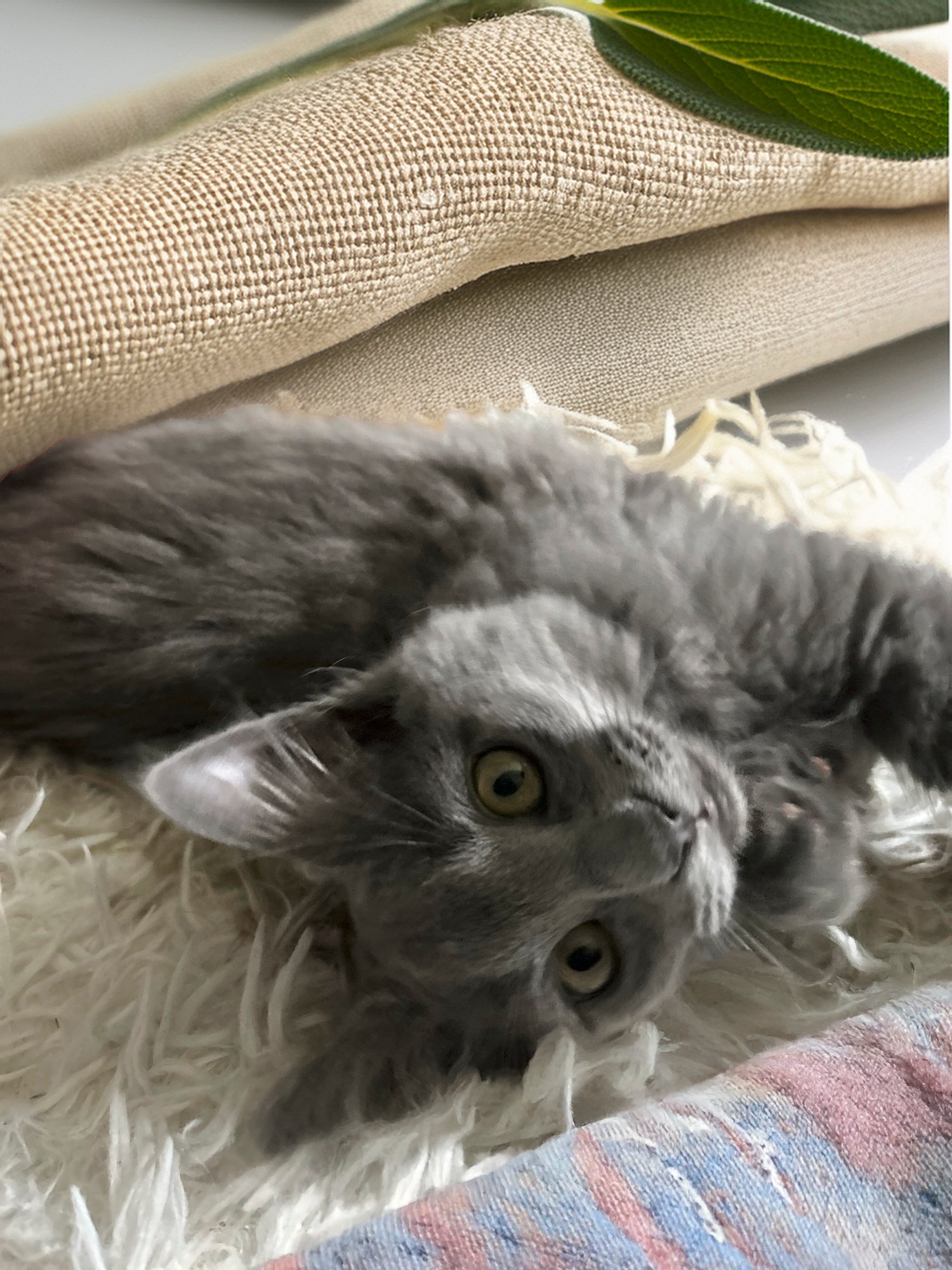 SR_Kitten_sage