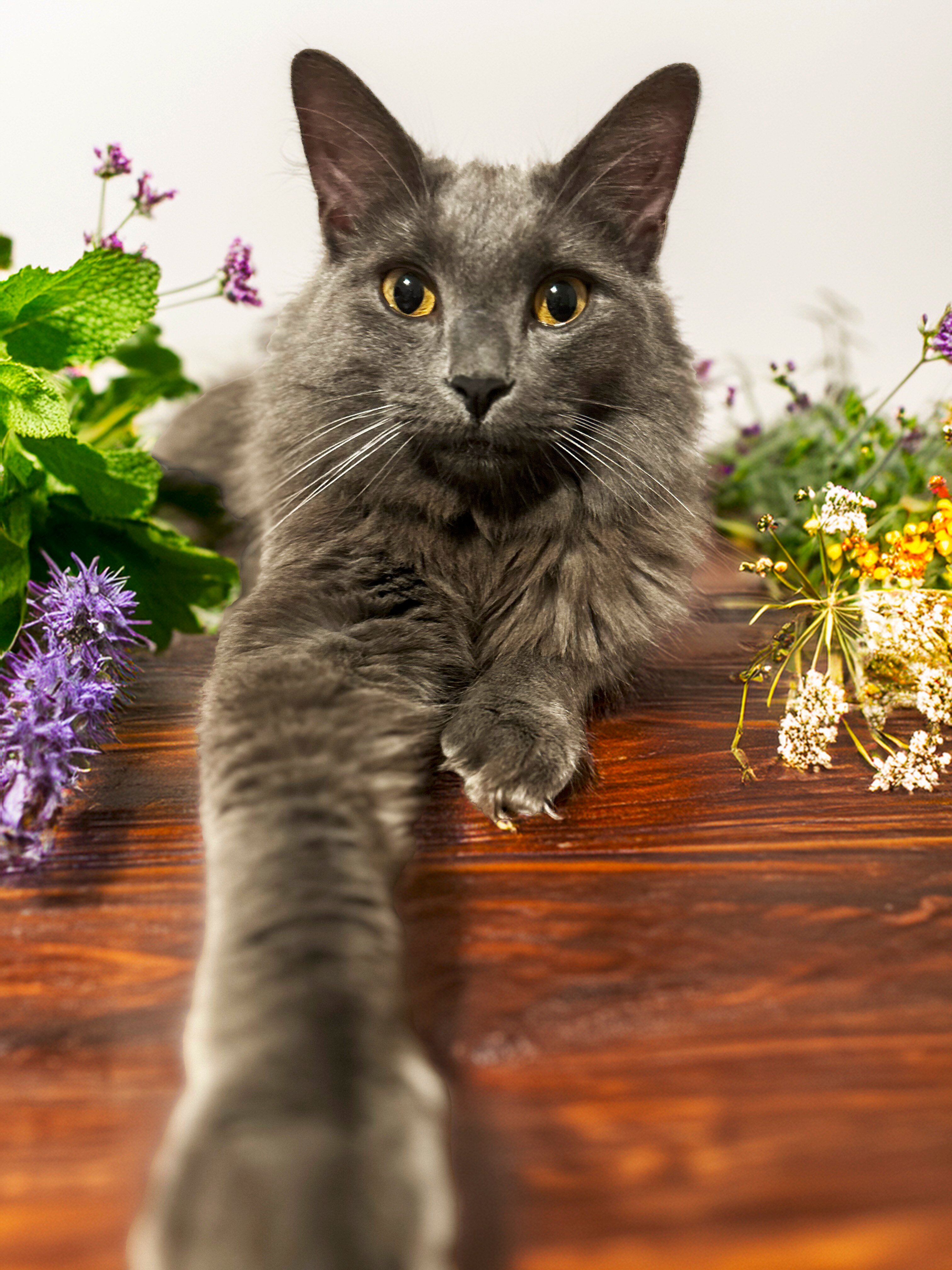 SR_herbcat_table SR_herbcat_table